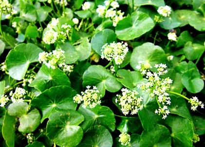 ázsiai centella ázsiai centella
