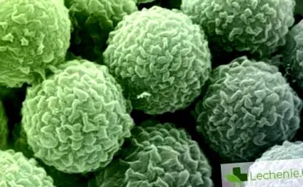 allergia Allergia penészre