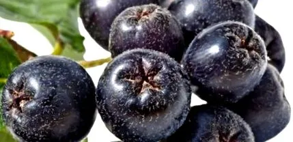 aronia magas
