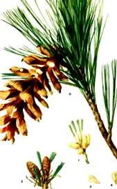 gyógynövény