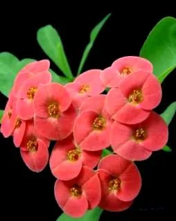 euphorbia diéták nélkül