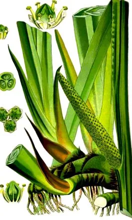 illatos calamus