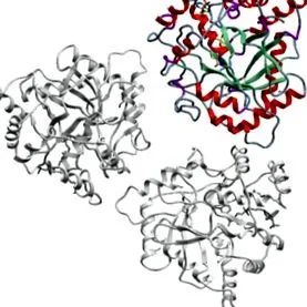 hormonok szteroid