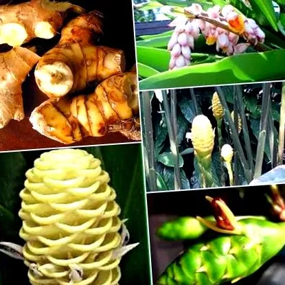 Zingiber officinale Zingiber officinale
