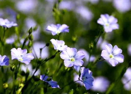 Lenmag Sperma Lini Lenmag Sperma