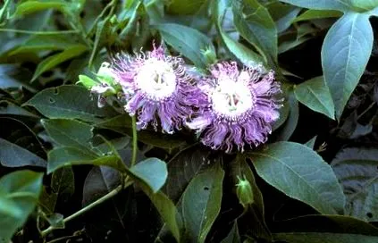 diéták nélkül Passiflora Incarnata