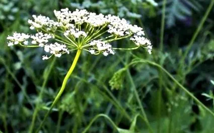 ánizs csillagánizs Backhousia anisata