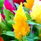 celosia kertedbe