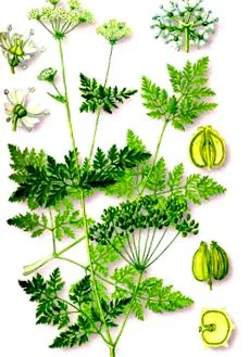 hemlock