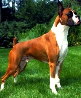 boxer fizikai