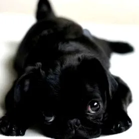 boldog bg-mamma