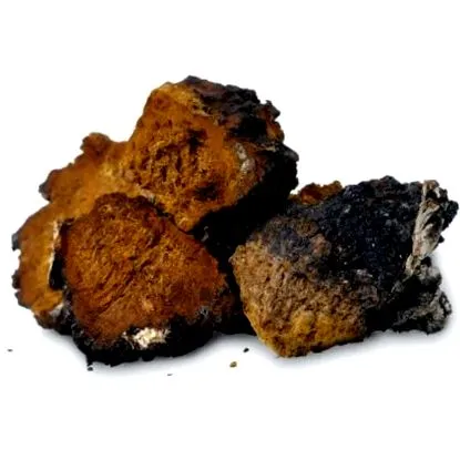 nyírgomba