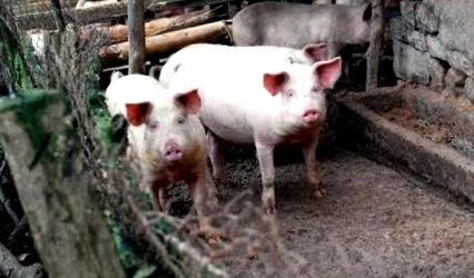 érintett sertések vagy tilozinnal