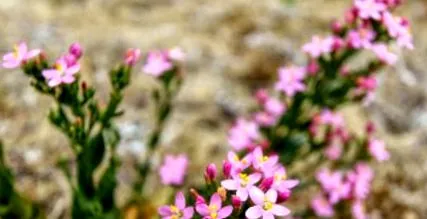 gyomorproblémák