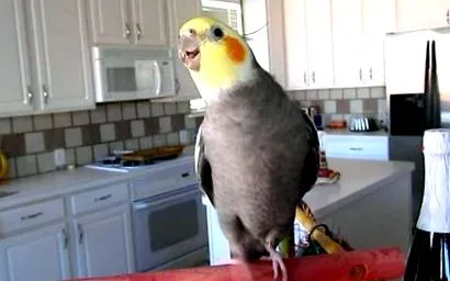 papagájban