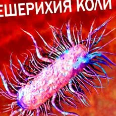 autók escherichia