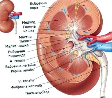 útjai excretio