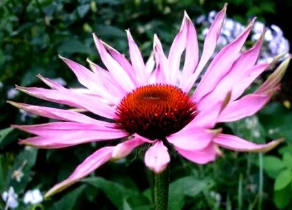echinacea mellékhatások