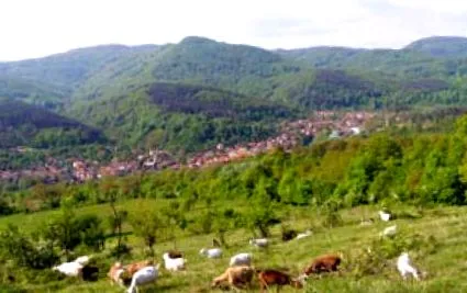 örök fáradhatatlan