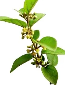 gimnema phytochemistry