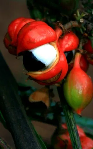 koffein guarana