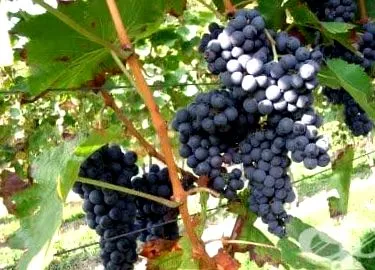 Vitis vinifera