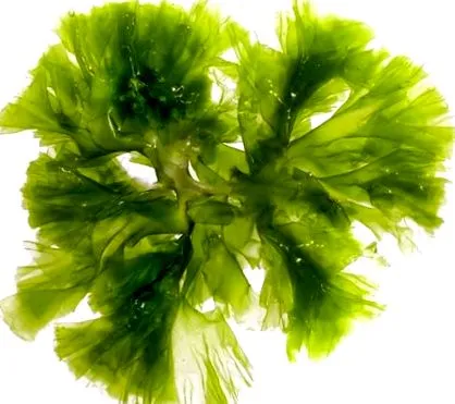 anyag fucoxanthin