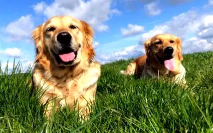 arany-retriever