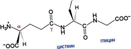 hogy glutation antioxidáns