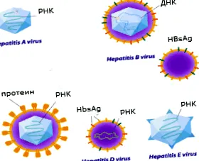 mikrobiológia hepatitis vírus