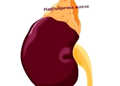 mellékvese hormonok termelődnek