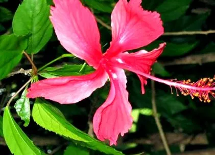 karkade hibiszkusz