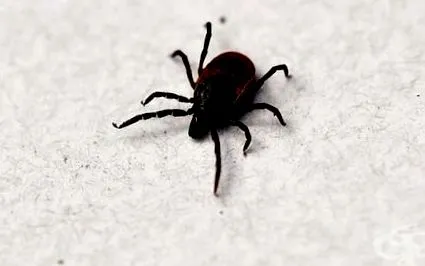 lyme-kórban