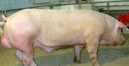 gondozása