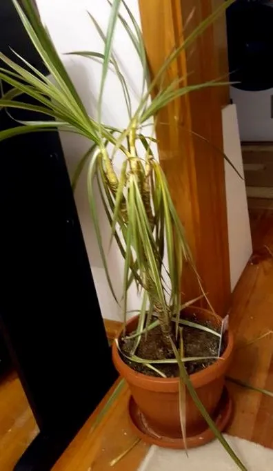 dracaena bg-mammát