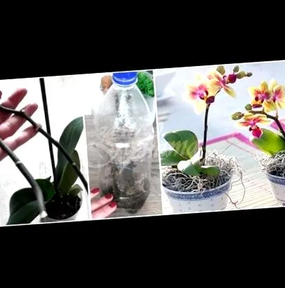 hogyan orchidea