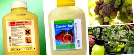 kabrió paradicsomhoz