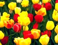 tulipán kezdtek növeszteni