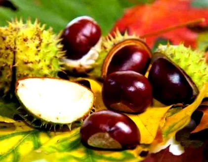 gesztenye