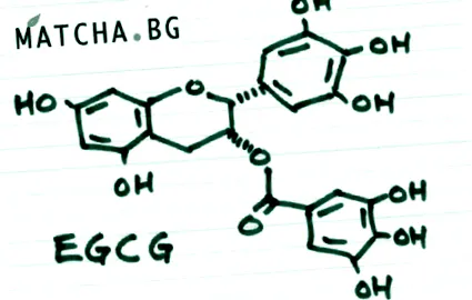 egcg epigallocatechin-gallát