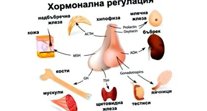 szabályozzuk hormonális