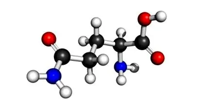 l-glutaminról glutamin étrend-kiegészítőként