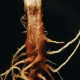 syngenta