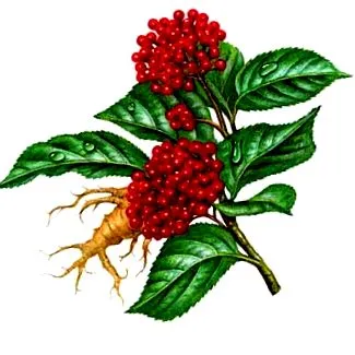gyökere