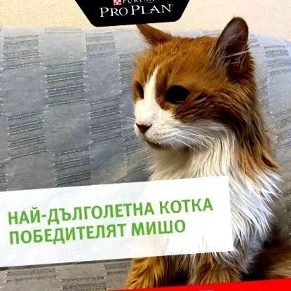 életű misho