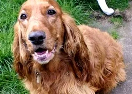 szeretőjét spaniel