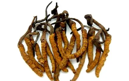 cordyceps