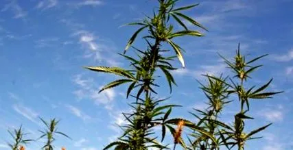 mennyire hogy kannabisz
