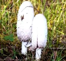 kezelésére használják Latin neve