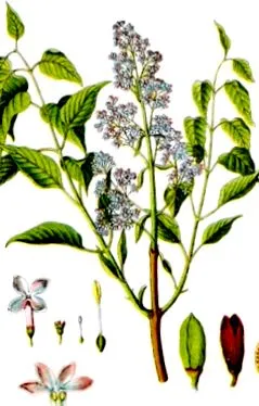 gyógynövény